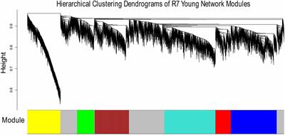 Gene Network Construction from Microarray Data Identifies a Key Network Module and Several Candidate Hub Genes in Age-Associated Spatial Learning Impairment